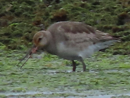 Hudsonian Godwit - ML408528621