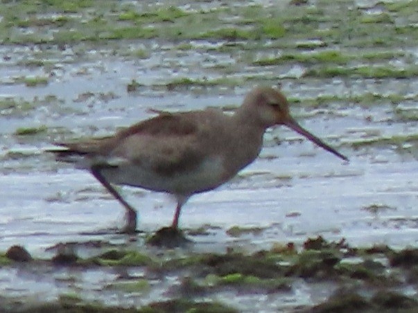 Hudsonian Godwit - ML408528801