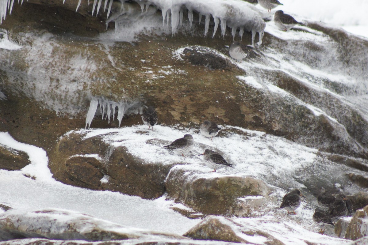 Purple Sandpiper - ML408529201