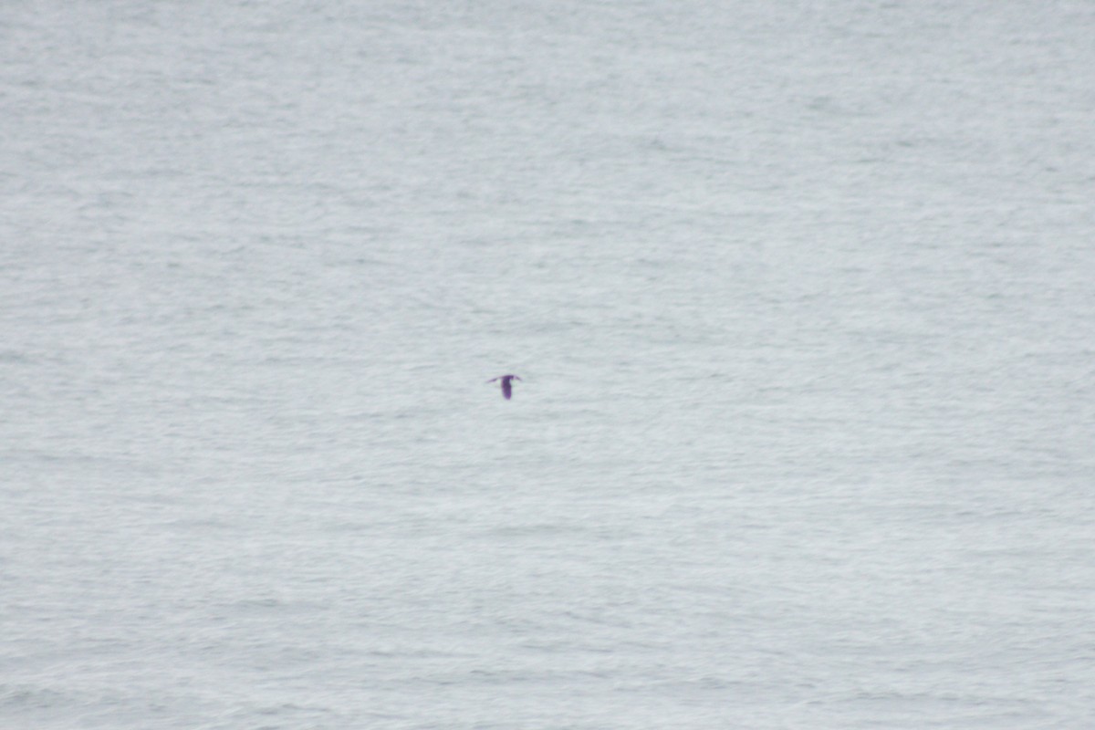 Dovekie - ML408529241