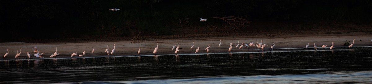 Great Egret - ML408530381