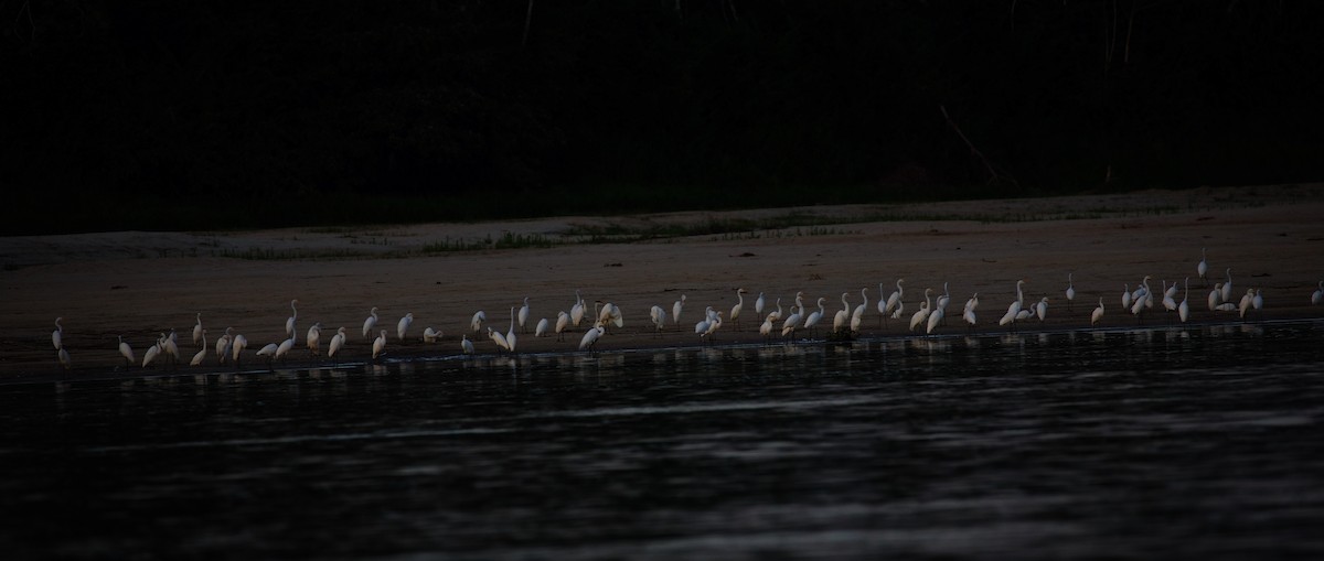 Great Egret - ML408530781