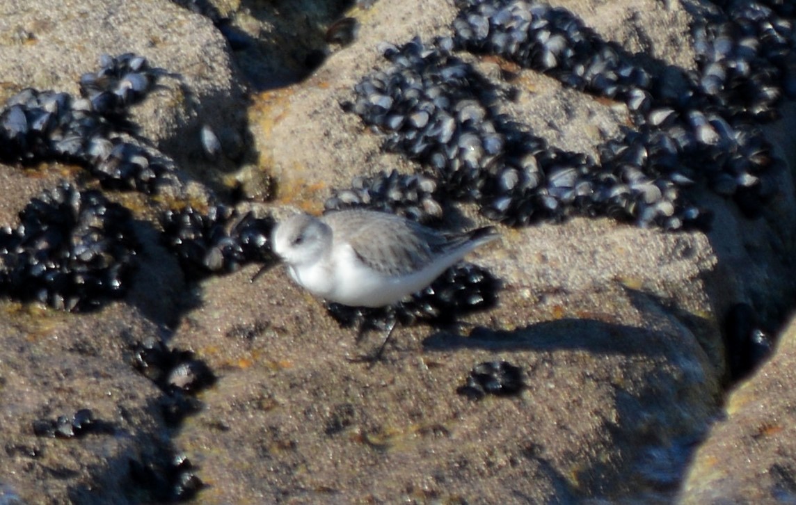 Sanderling - ML408532501