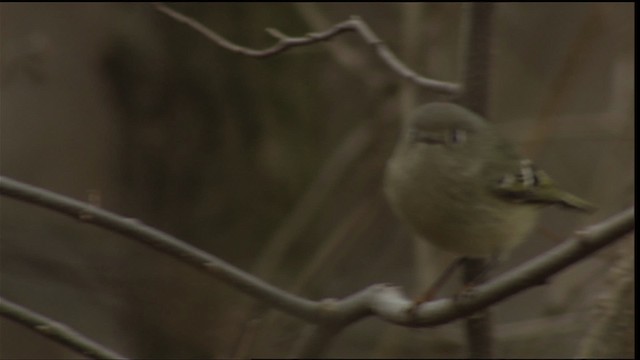 Ruby-crowned Kinglet - ML408534