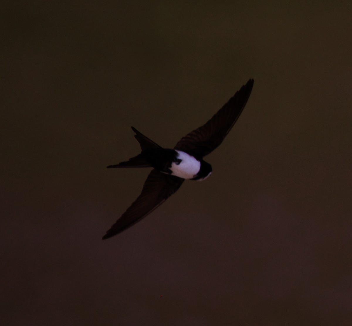 Black-collared Swallow - David Ascanio