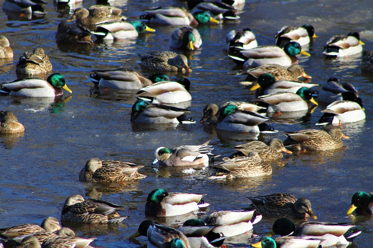 American Wigeon - ML408536641