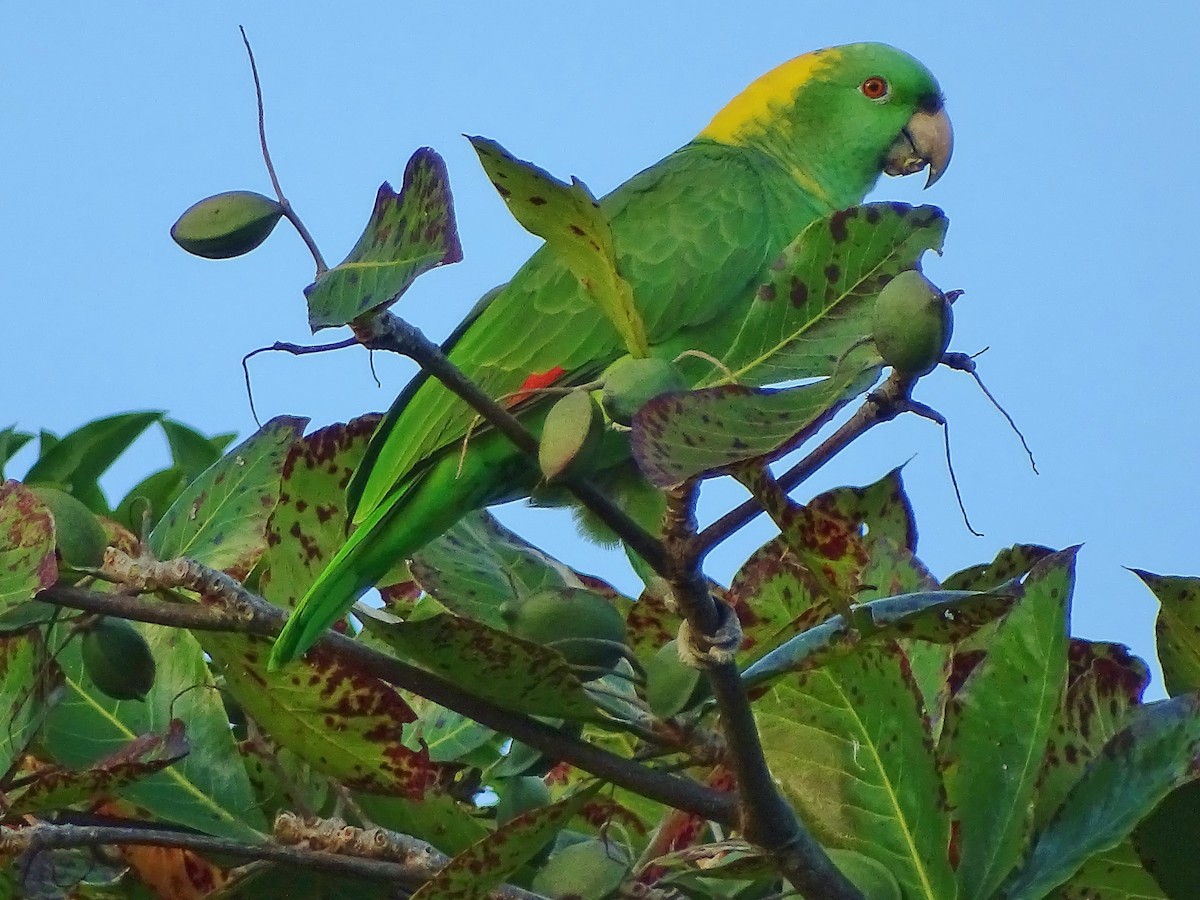 Yellow-naped Amazon - Alfonso Auerbach