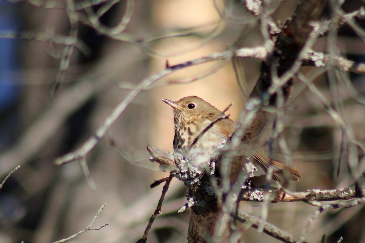 Hermit Thrush - ML408537591