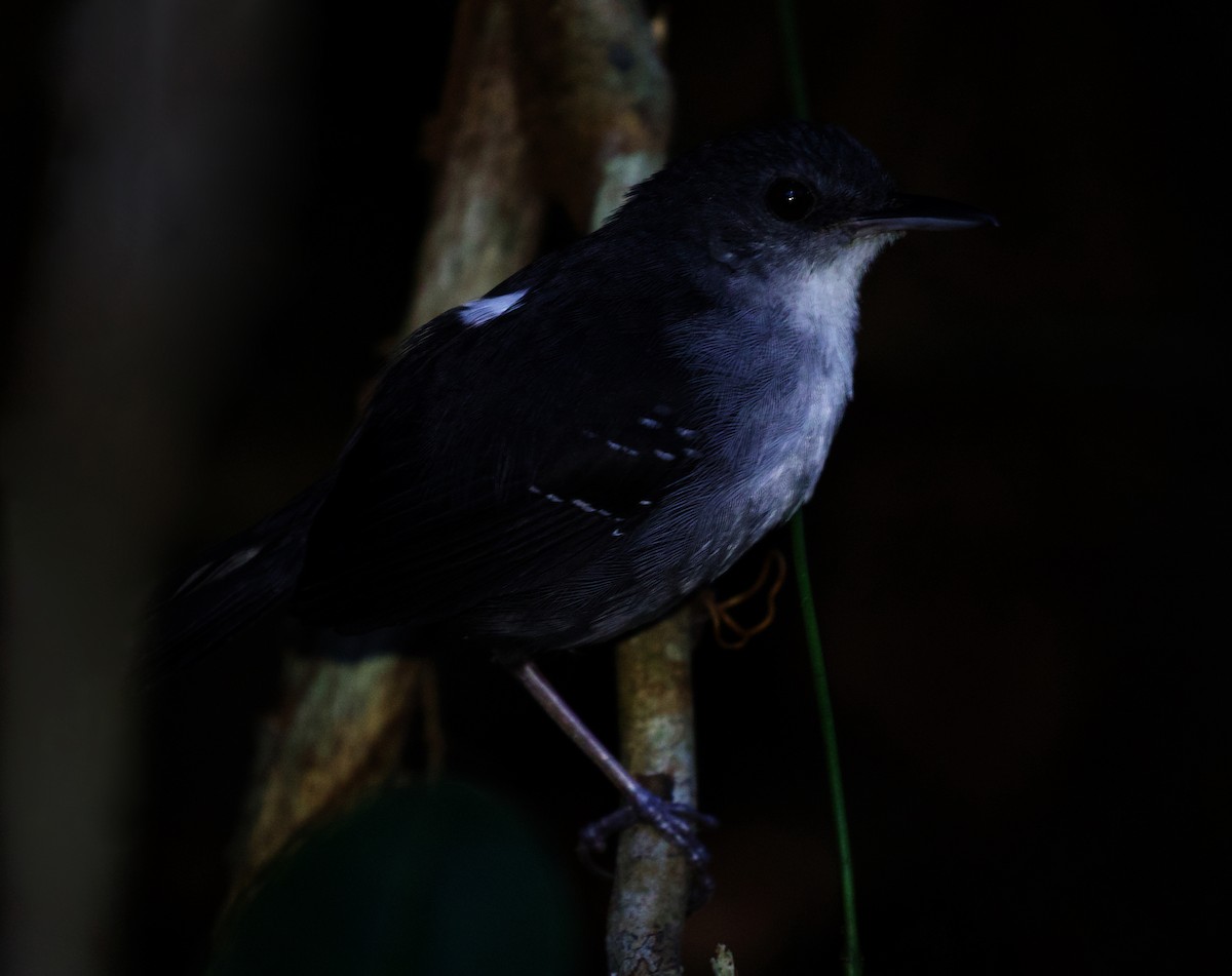 Yapacana Antbird - ML408537781