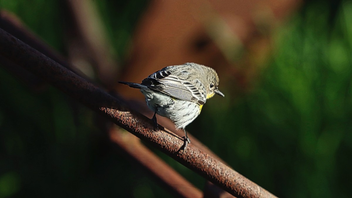 Yellow-rumped Warbler (Audubon's) - ML408538421