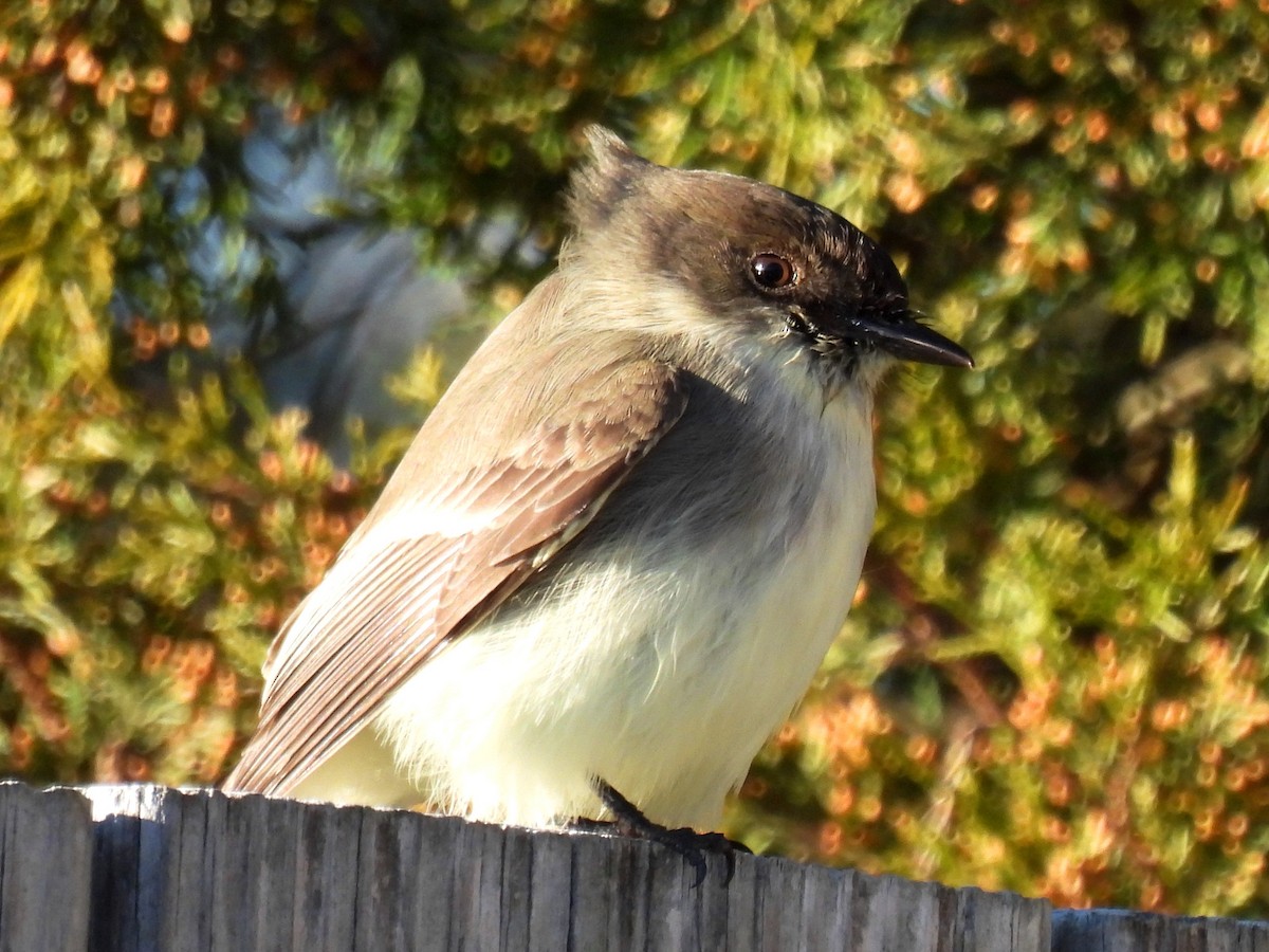 Eastern Phoebe - ML408538801