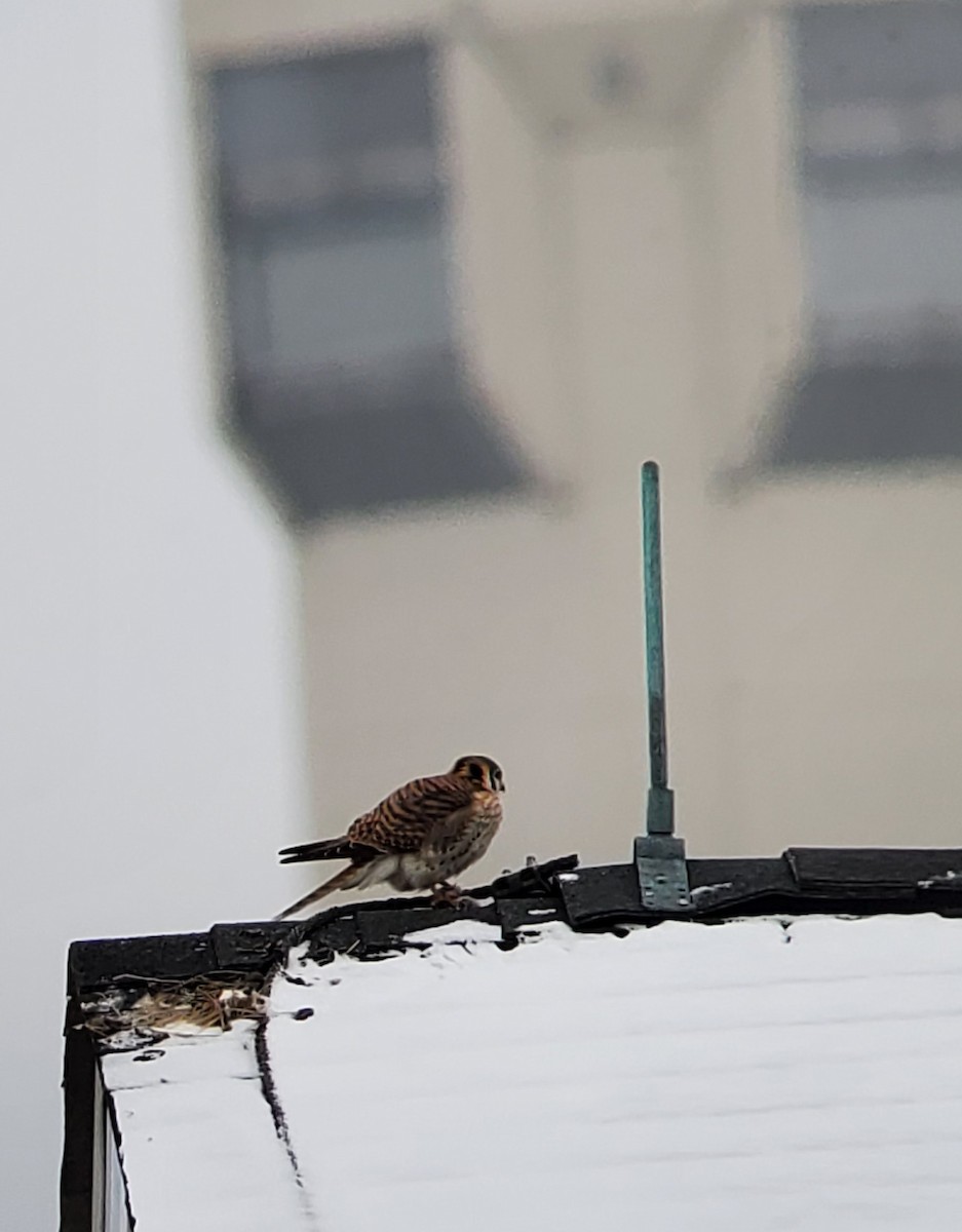 American Kestrel - ML408539041