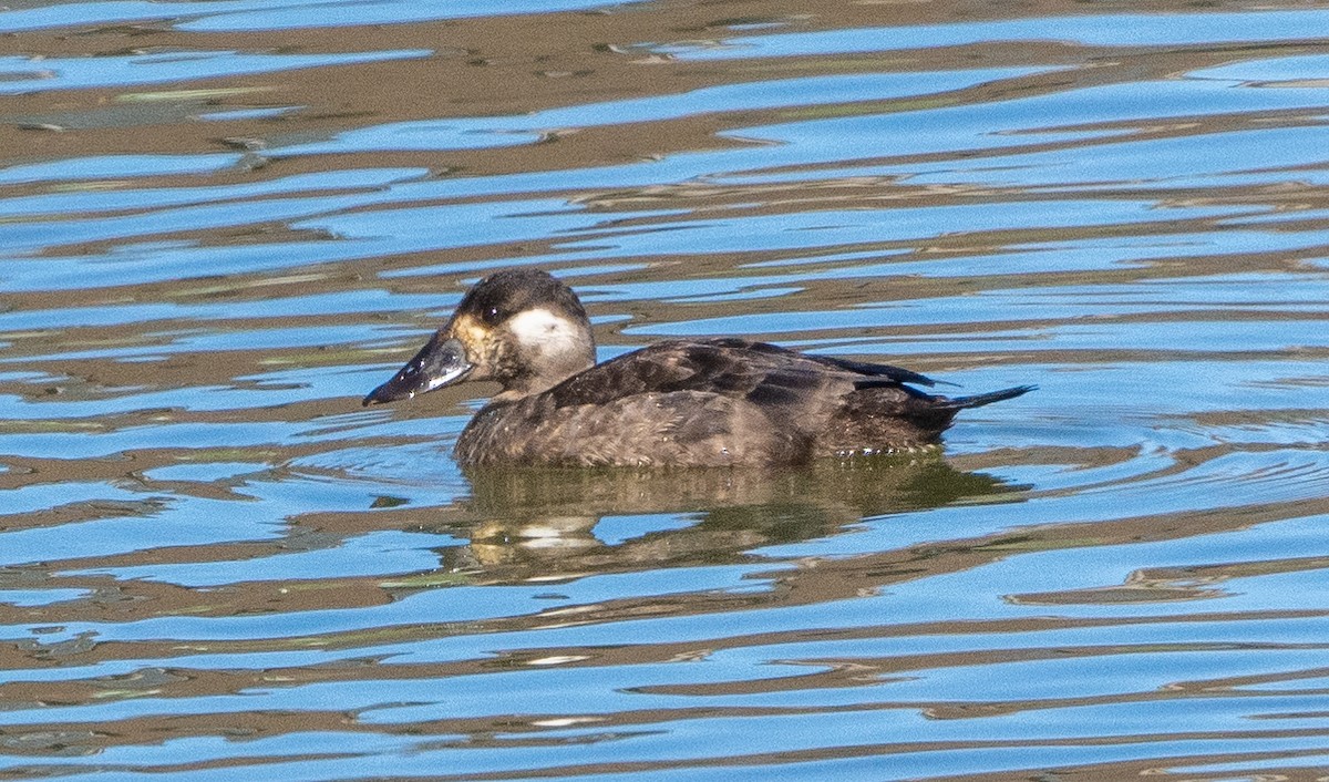 Surf Scoter - ML408539621