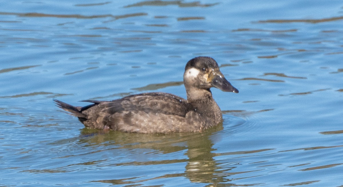Surf Scoter - ML408539731