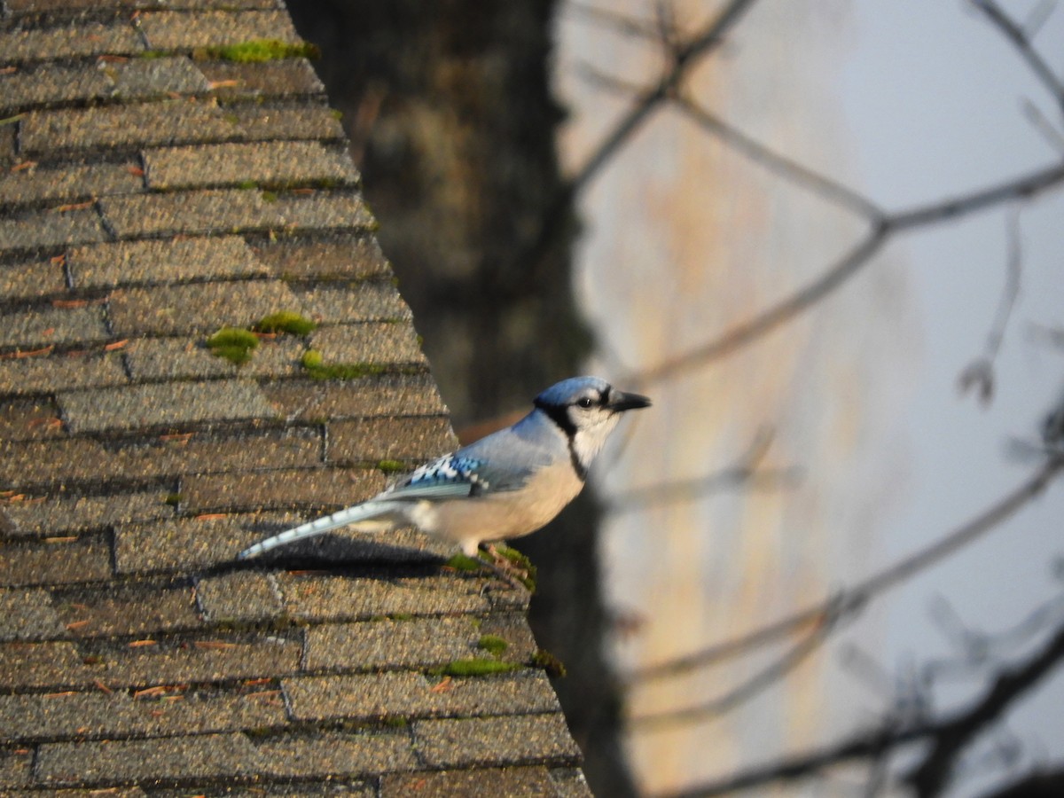 Blue Jay - ML408539821