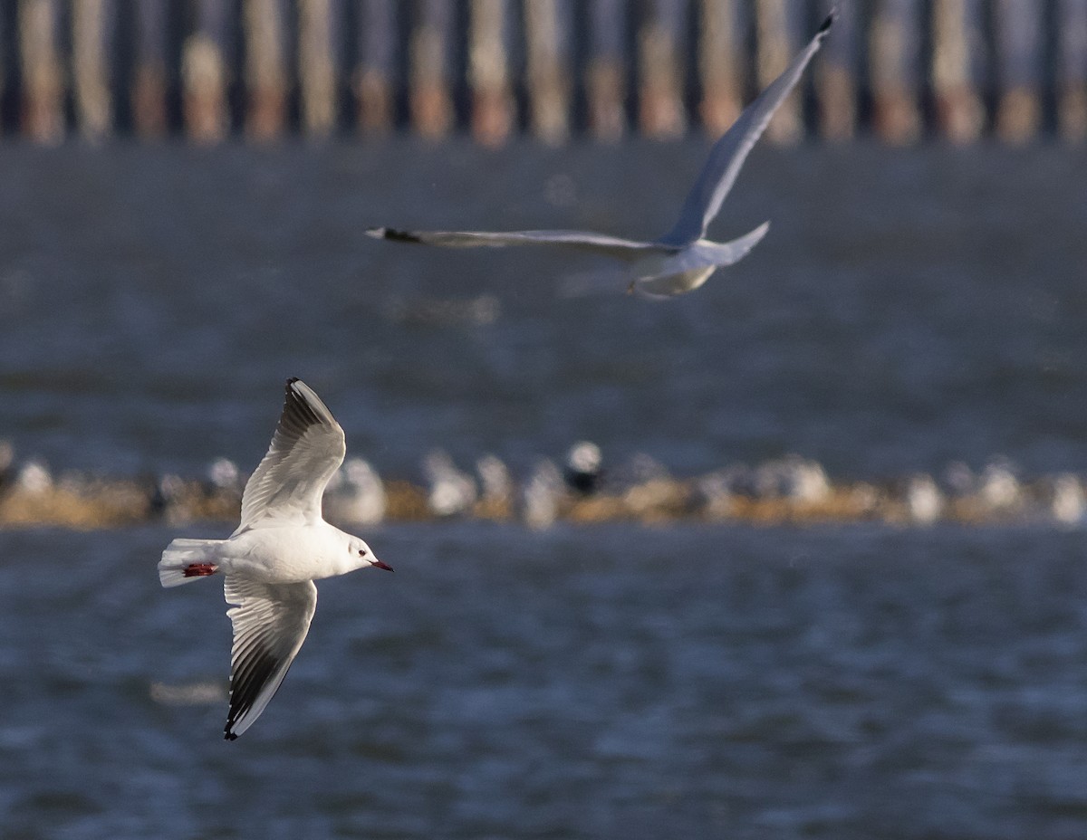 Black-headed Gull - ML408541231