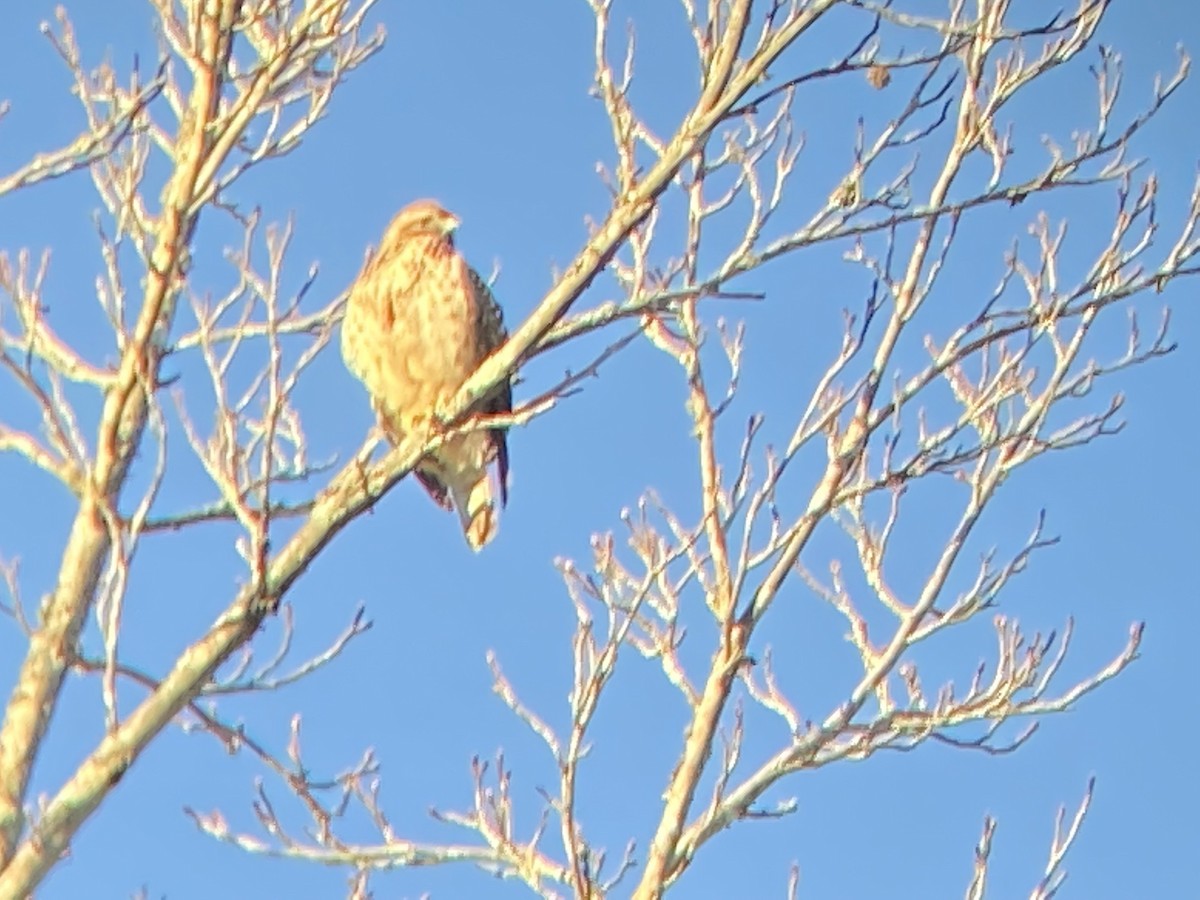 Red-tailed Hawk - ML408541451