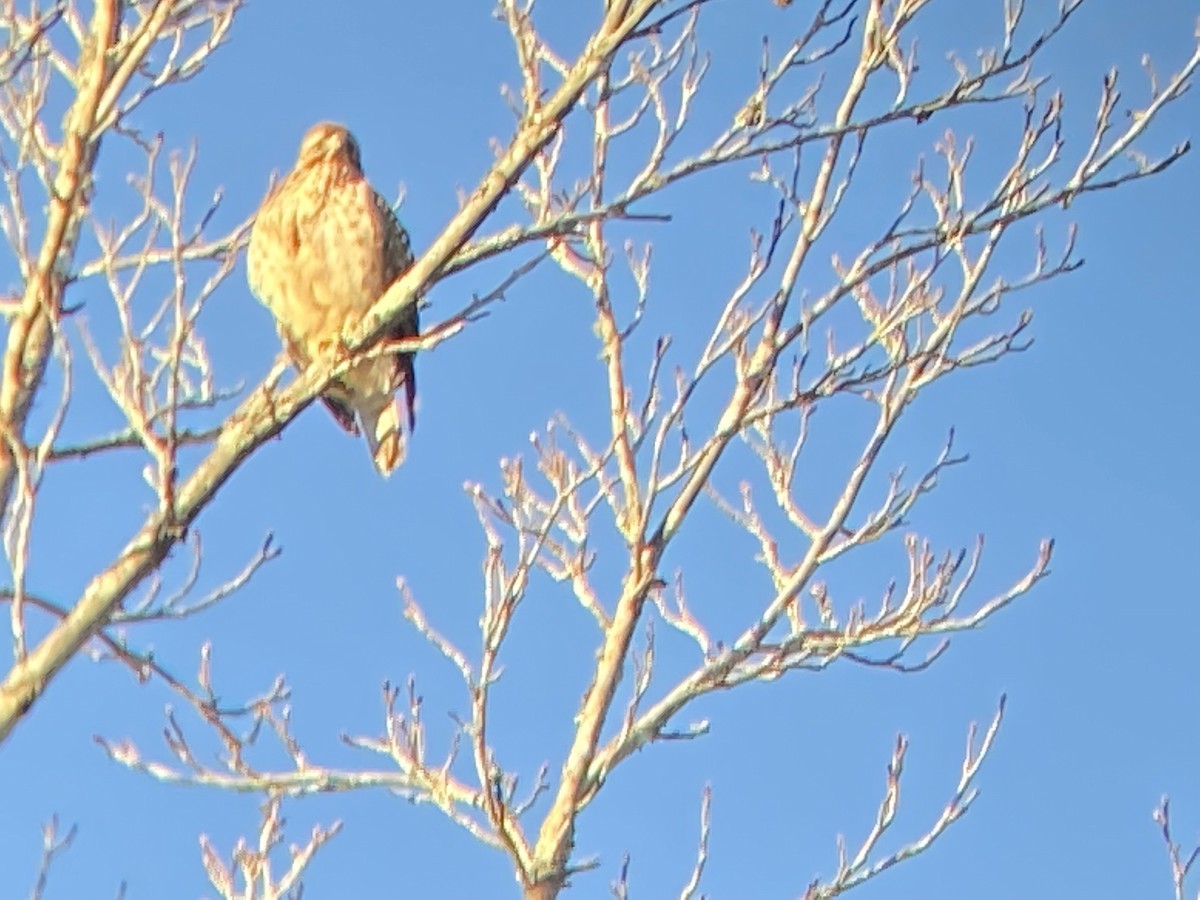 Red-tailed Hawk - ML408541471