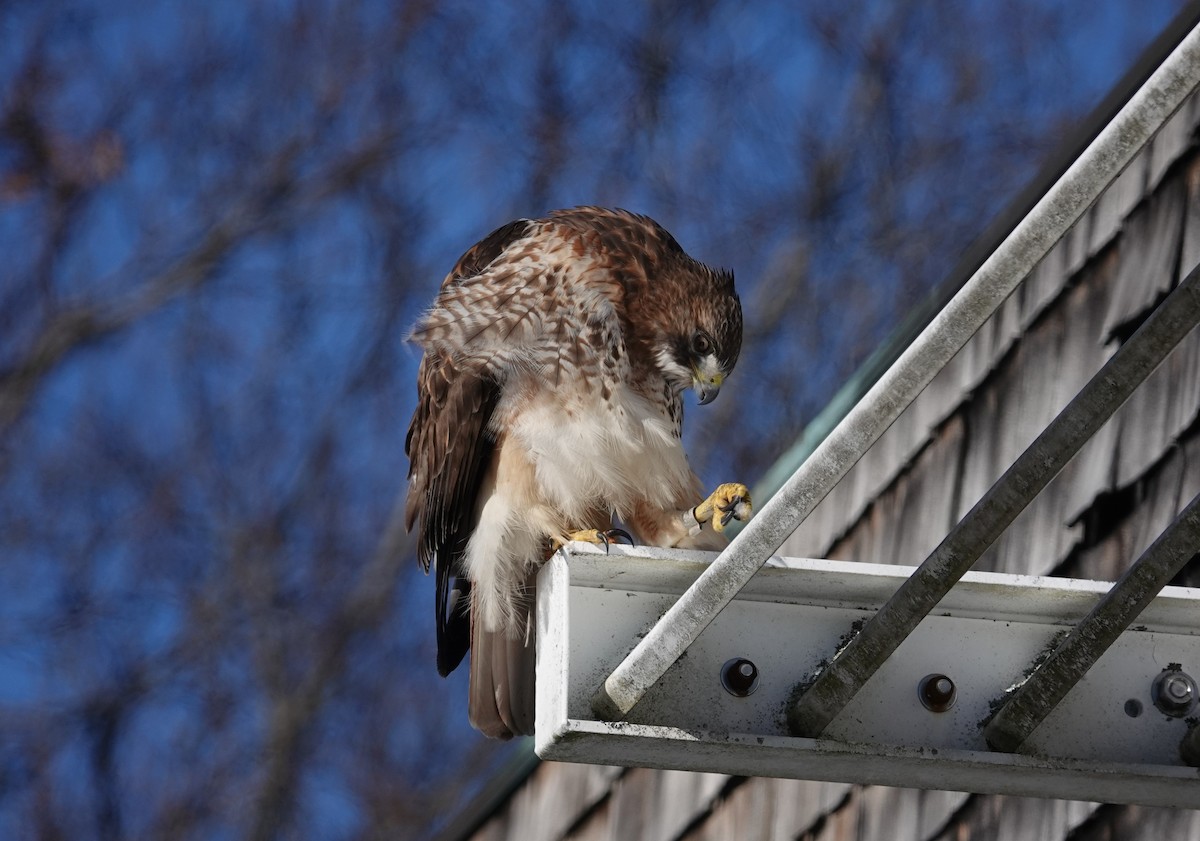 Red-tailed Hawk - Nathan Hall