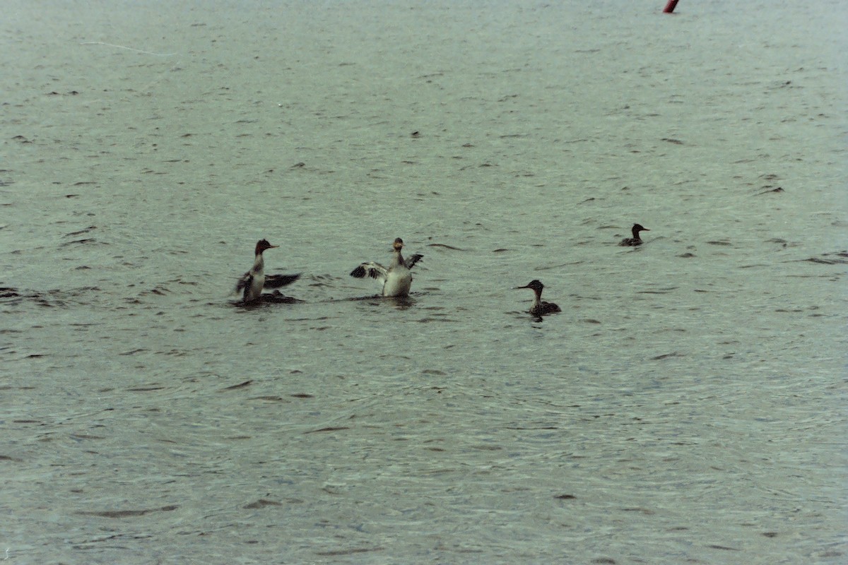 Red-breasted Merganser - ML408541821