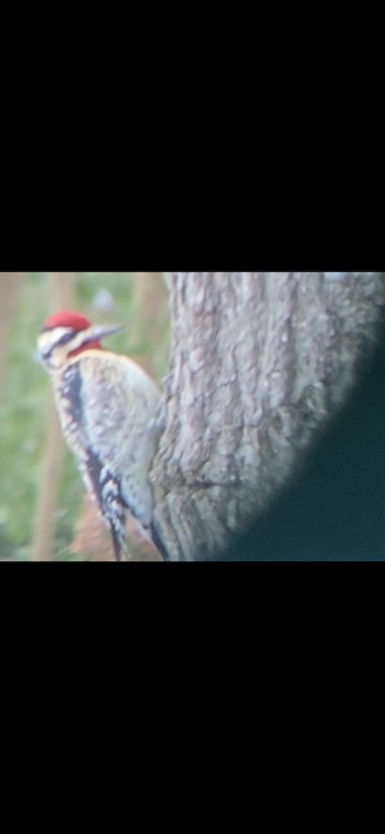 Yellow-bellied Sapsucker - ML408542601