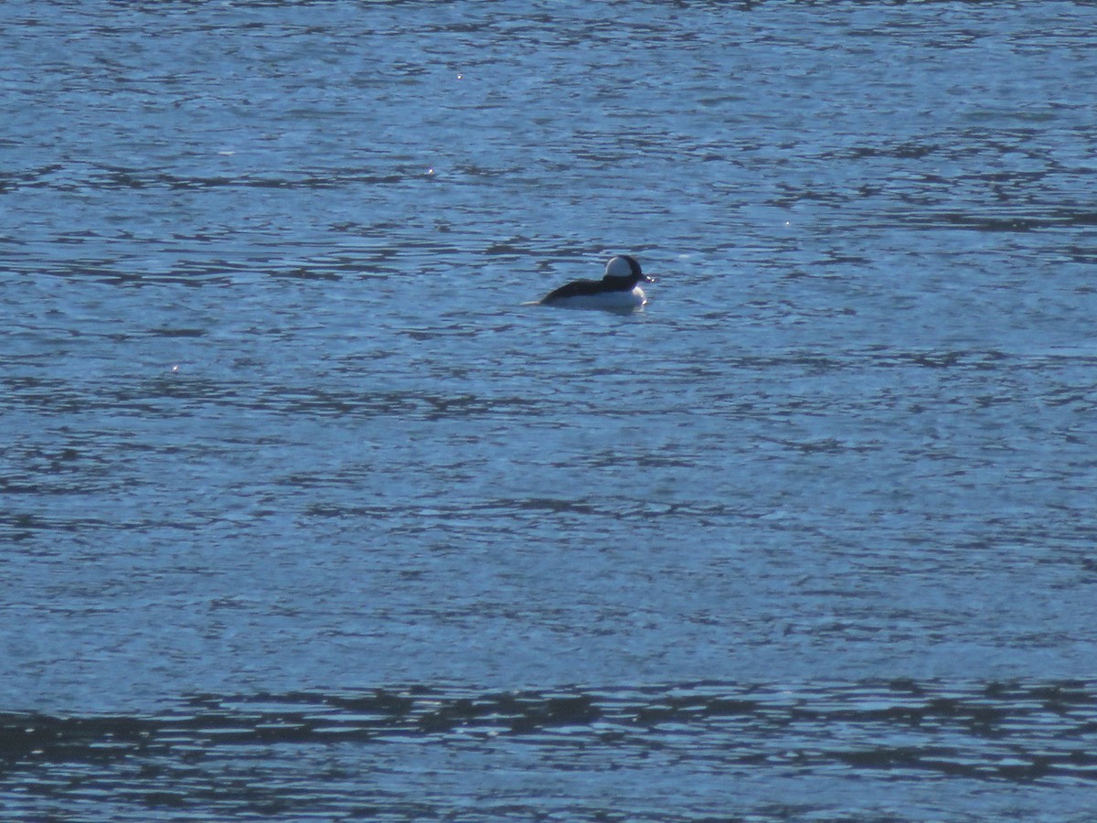 Bufflehead - ML408542971