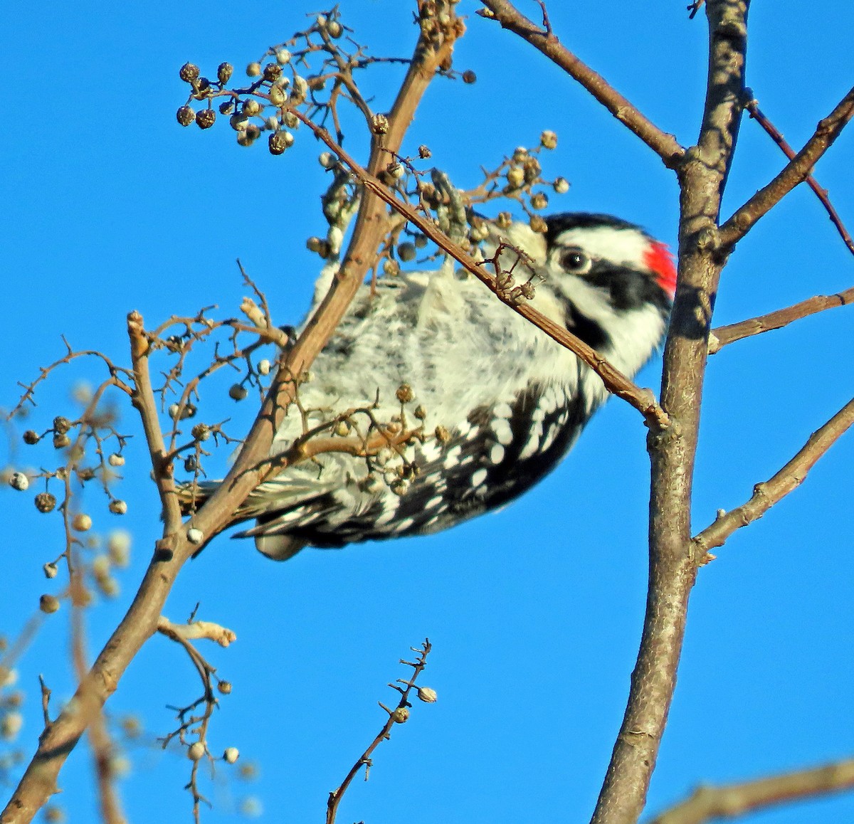 Downy Woodpecker - ML408542981