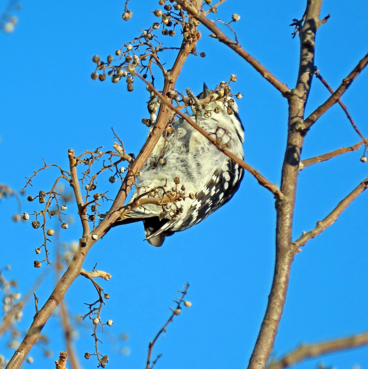 Downy Woodpecker - ML408542991