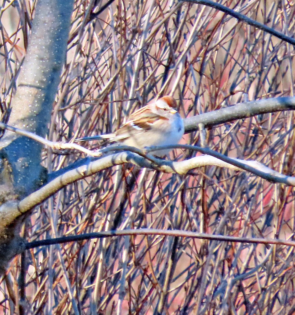 American Tree Sparrow - ML408543041