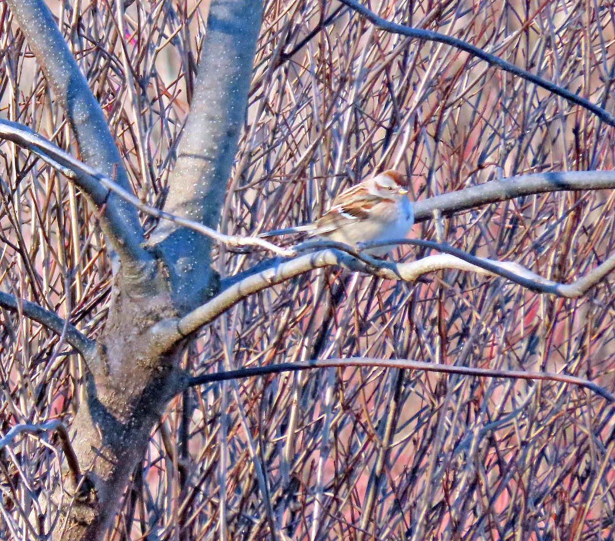 American Tree Sparrow - ML408543101