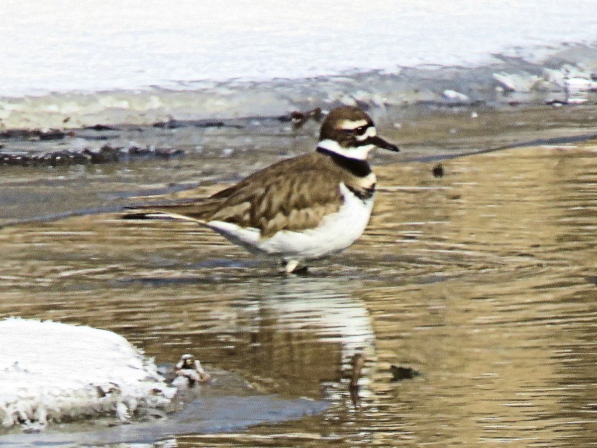 Killdeer - ML408543131