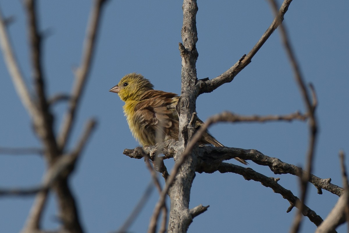 Sudan Golden Sparrow - ML40854401