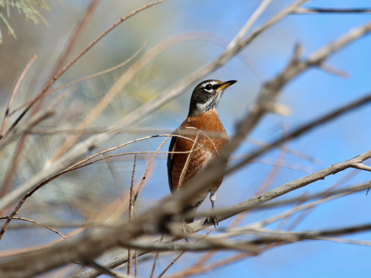 American Robin - ML408544811