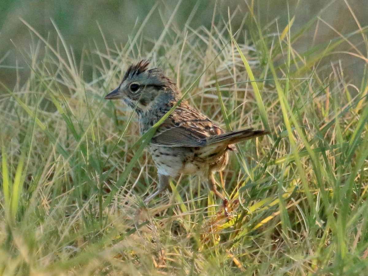 Lincoln's Sparrow - Christine Jacobs