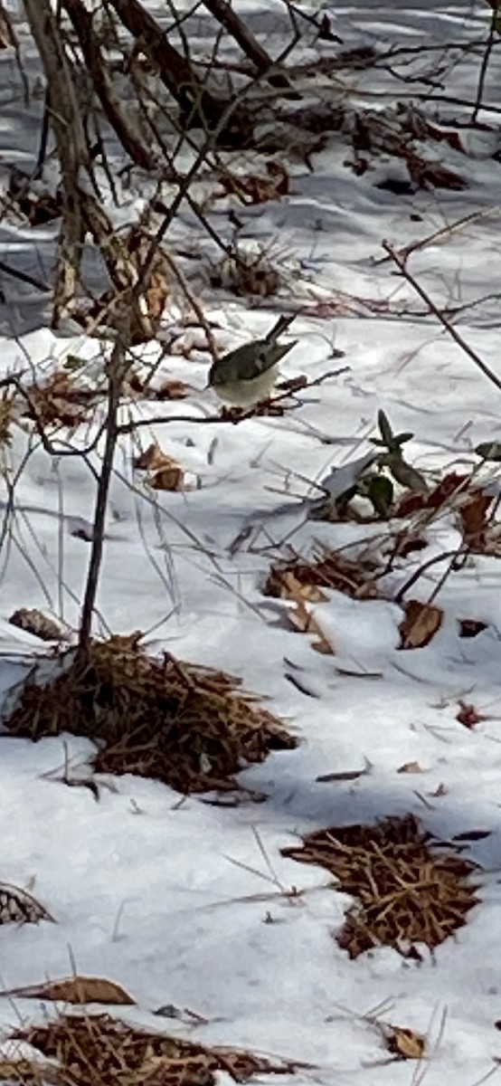 Ruby-crowned Kinglet - ML408545071