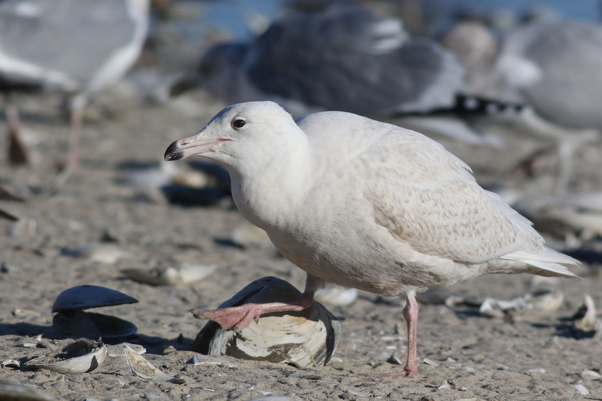 Glaucous Gull - ML408546691