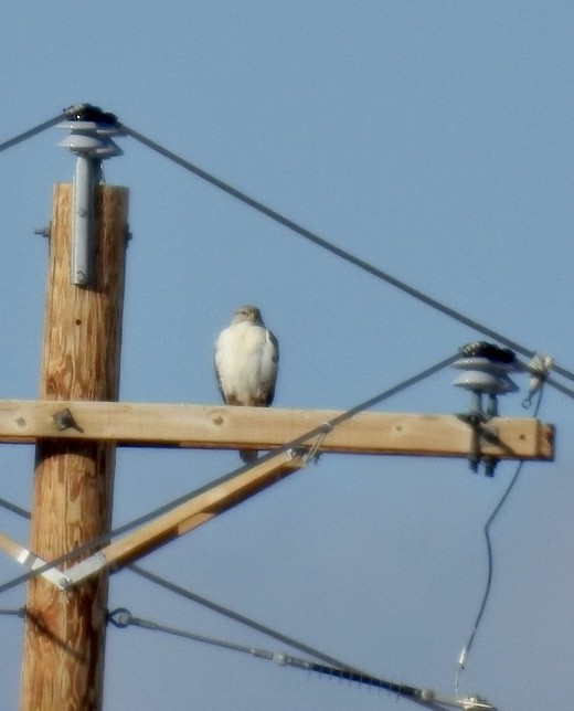 Ferruginous Hawk - ML408547201