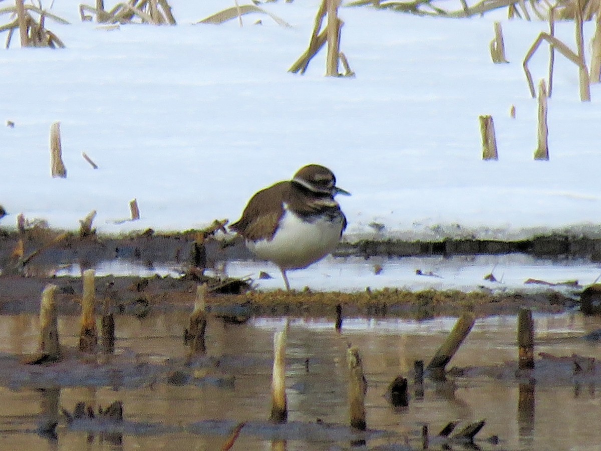 Killdeer - ML408548581