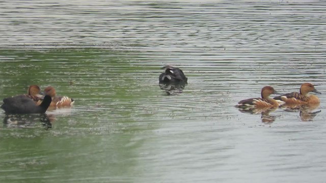 Foulque leucoptère - ML408549021