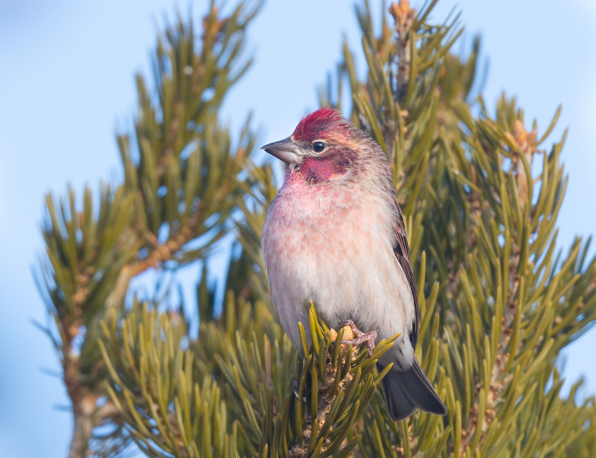 Cassin's Finch - ML408549761