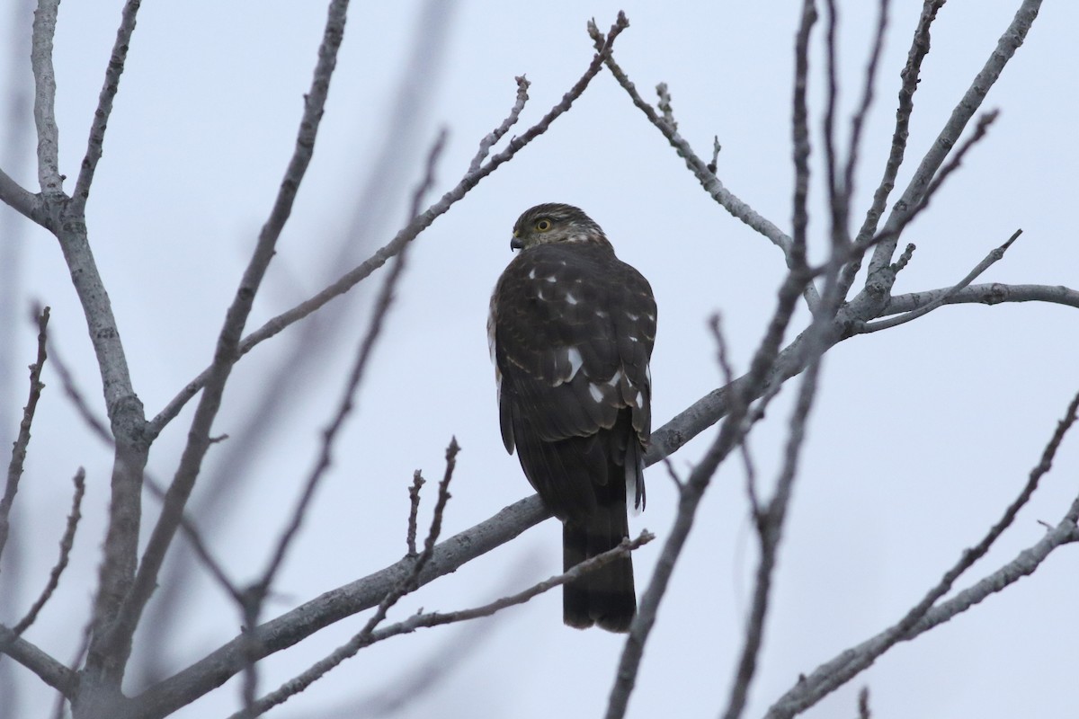 Sharp-shinned Hawk - ML408551721