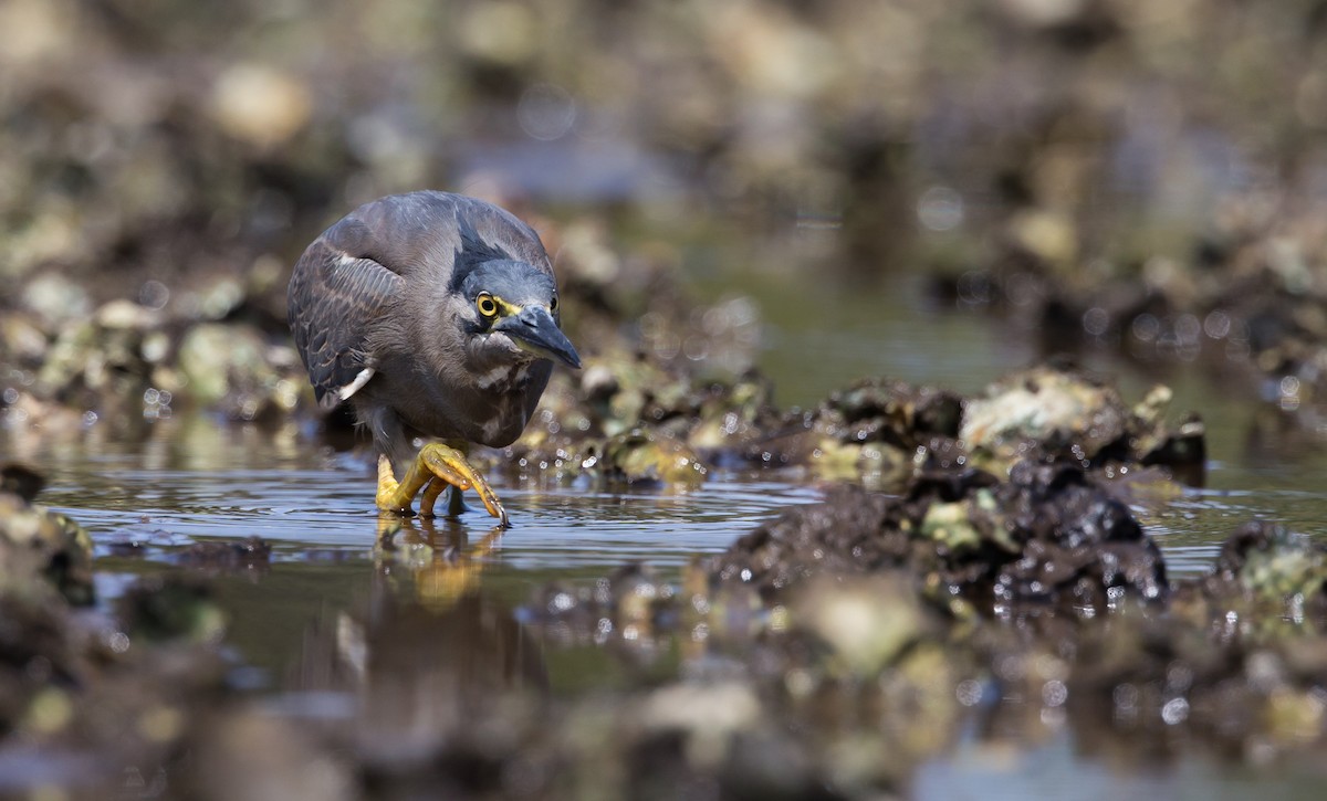 Striated Heron - ML408553511