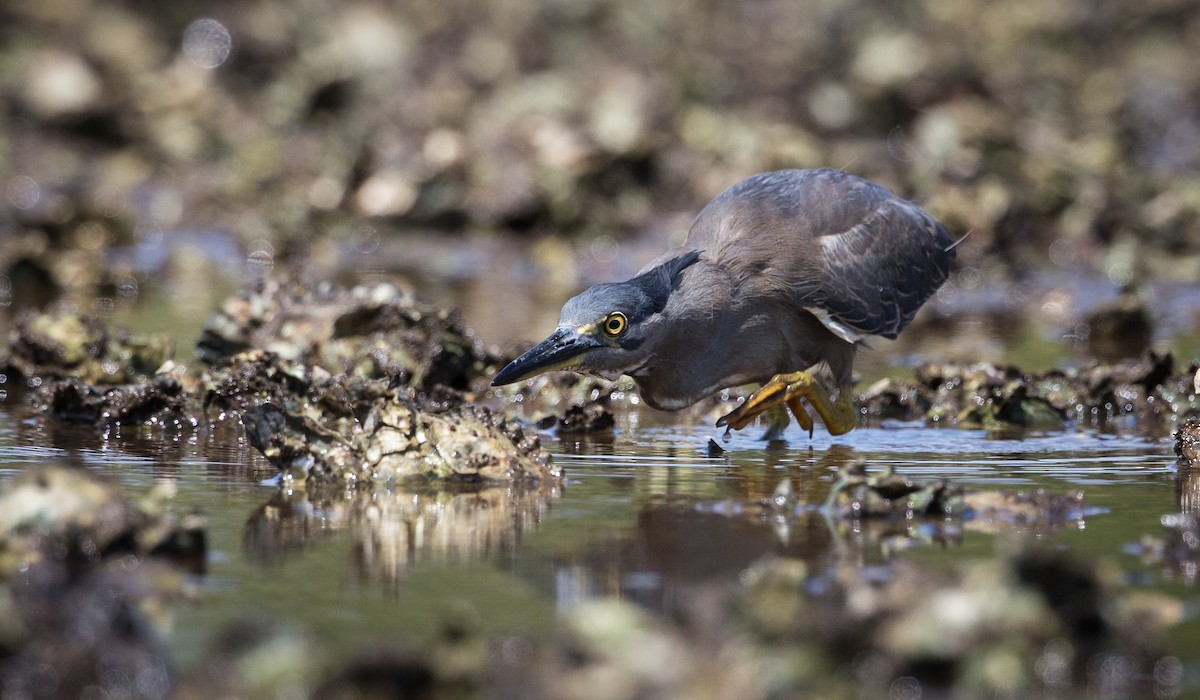 Striated Heron - ML408553531