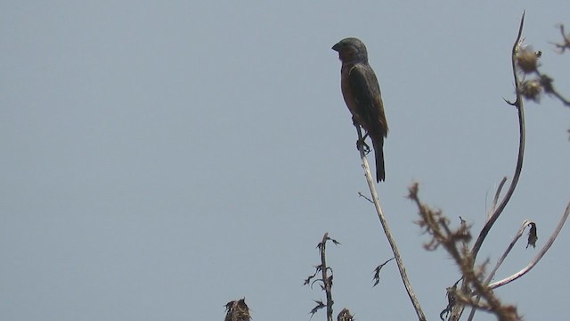 Dark-throated Seedeater - ML408556111