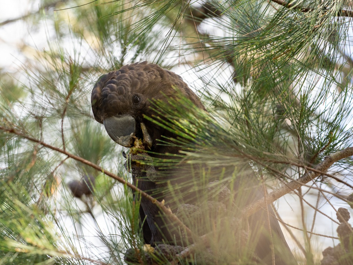 Glossy Black-Cockatoo - Ralph Stadus