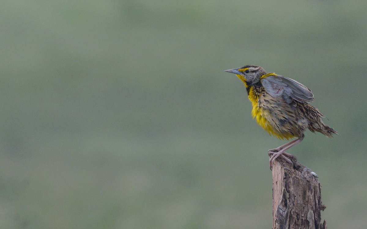 Eastern Meadowlark - ML408556381