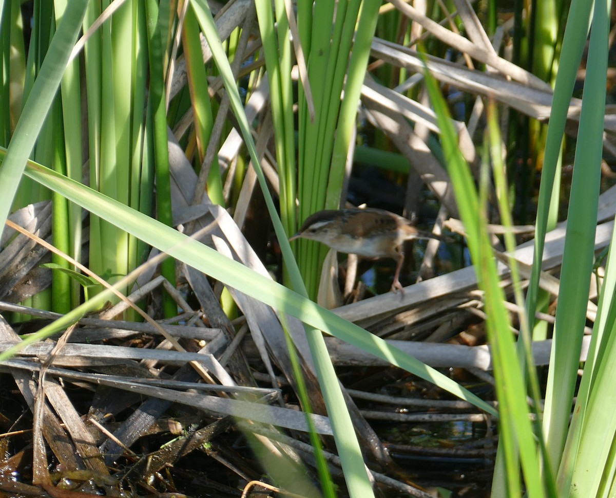 Marsh Wren - Nancy Houlihan