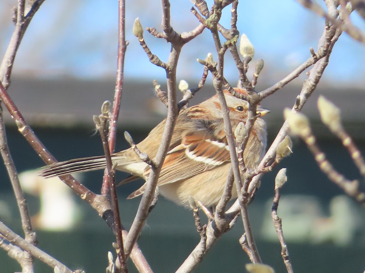 American Tree Sparrow - ML408557561