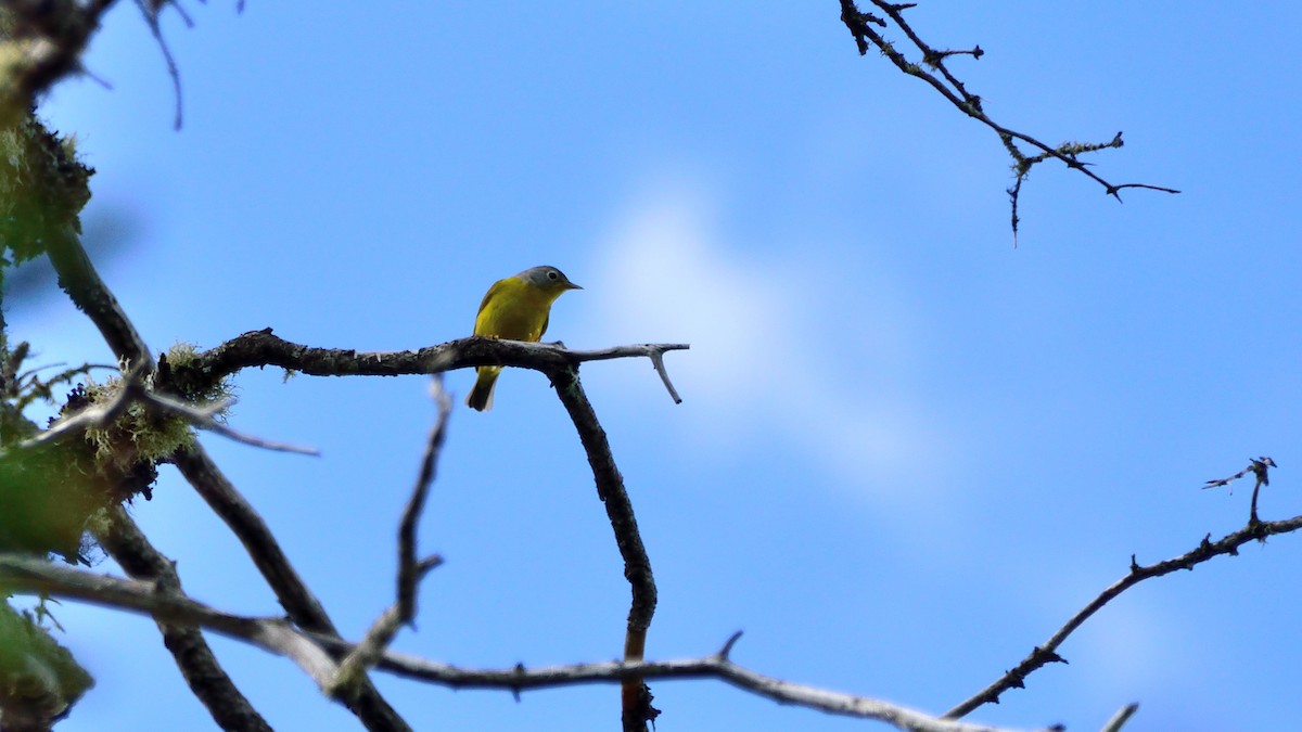 Nashville Warbler (ruficapilla) - ML408559721