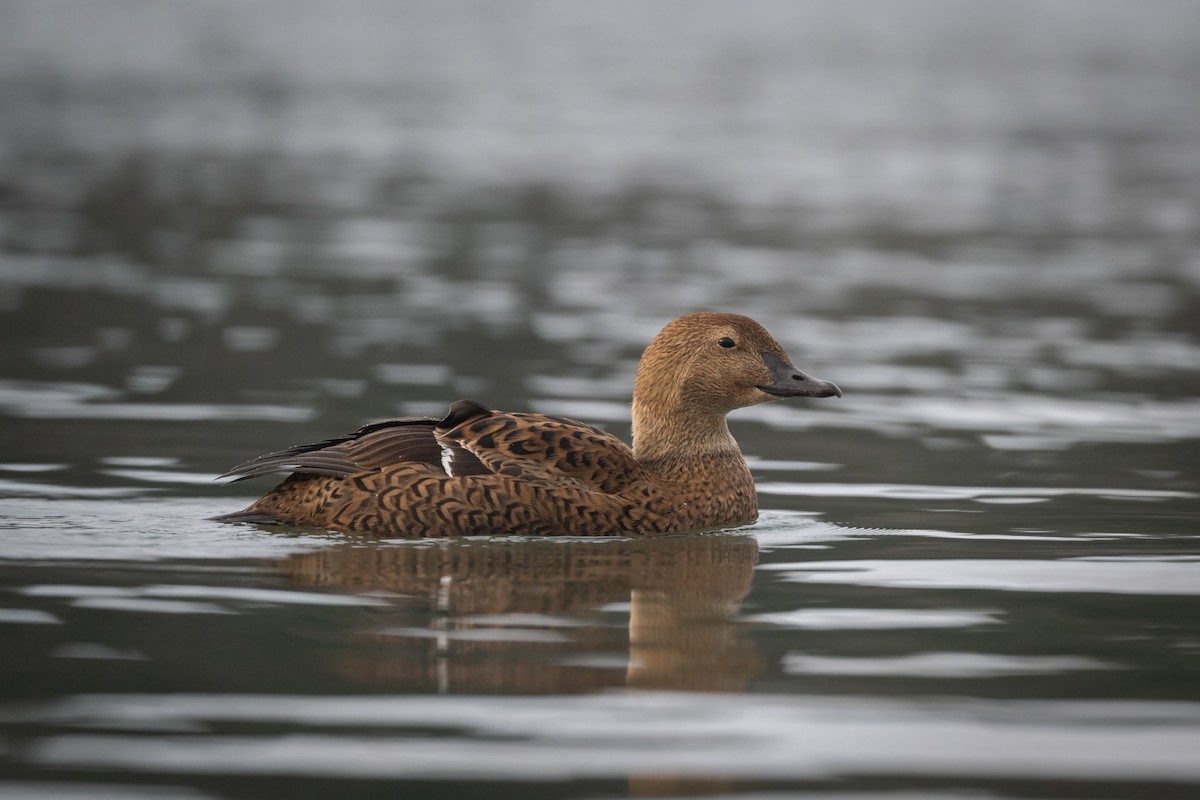 Eider à tête grise - ML408559751